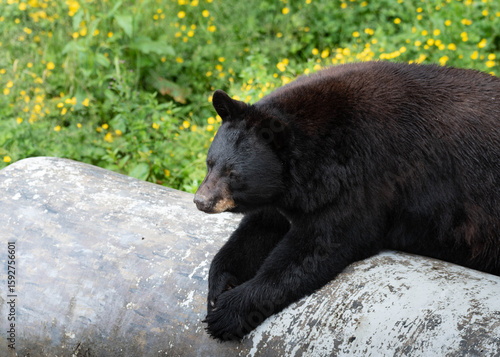 Photo of a black bear resting on a cylinder 
