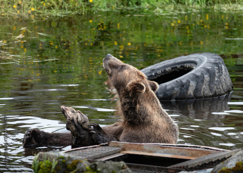 Photo of a brown bear sitting in water and looking up