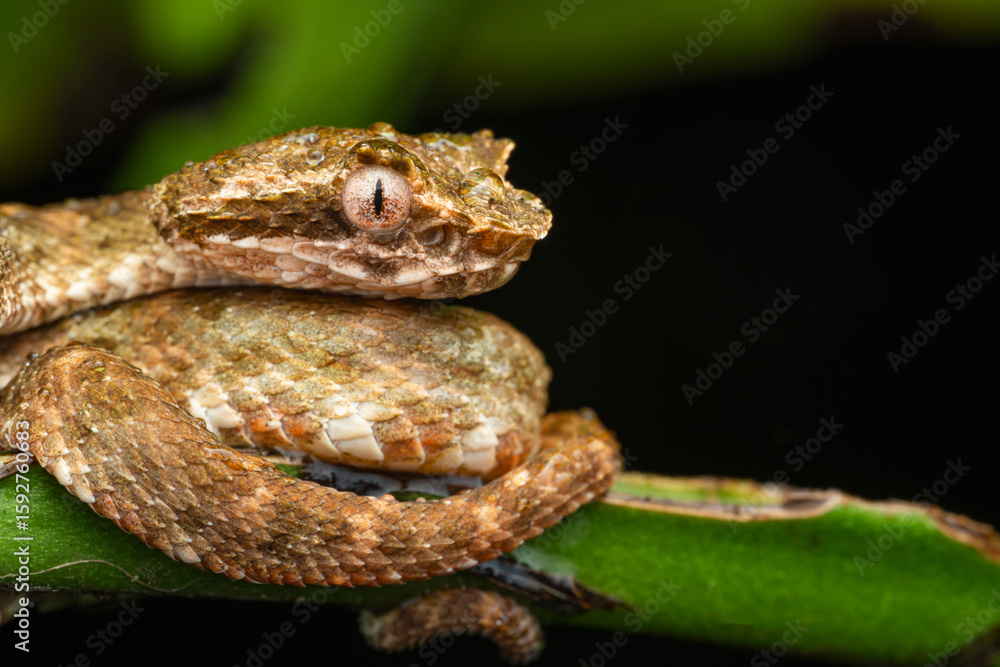 Fototapeta premium Close-up of Bothriechis schlegelii coiled on green branch in rainforest