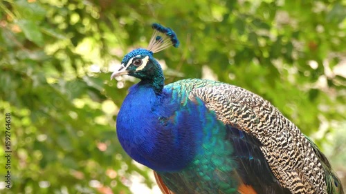 A peacock  or pavo (pavo cristatus) is resting in a summer park