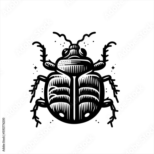 A detailed beetle illustration