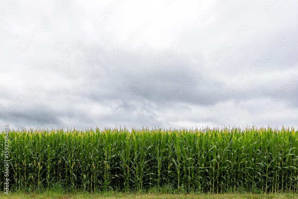 Fototapeta premium field of corn