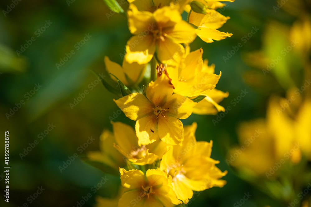 Close-up of vibrant yellow dotted loosestrife flowers blooming in the summer sunlight, creating a cheerful and colorful display in a natural setting Close-up of vibrant yellow dotted loosestrife flowers blooming in the summer sunlight, creating a cheerful and colorful display in a natural setting