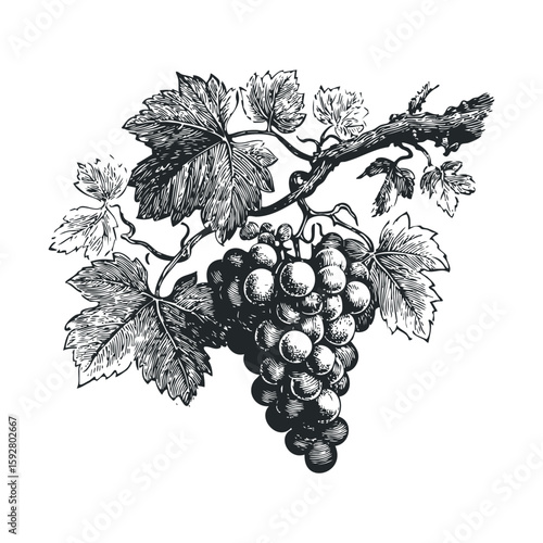 Vintage grape cluster with leaves for organic food design projects