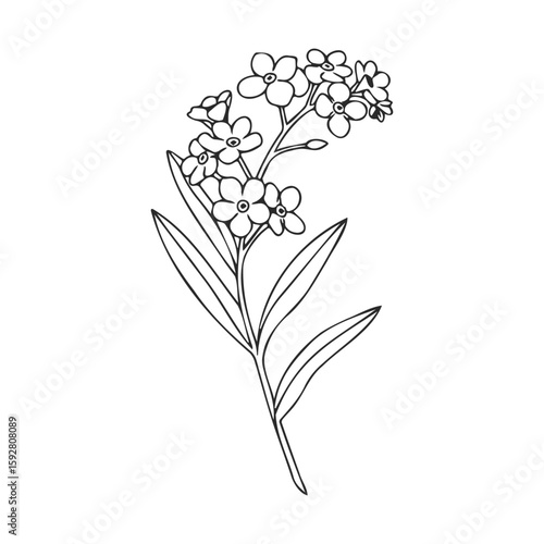 Black and white line art of forget-me-not flower with leaves