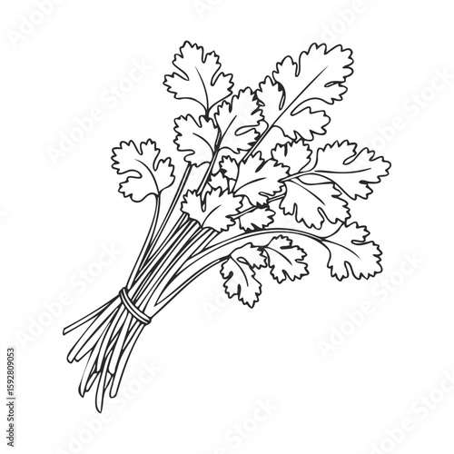Black and white line art illustration of fresh bunch of cilantro