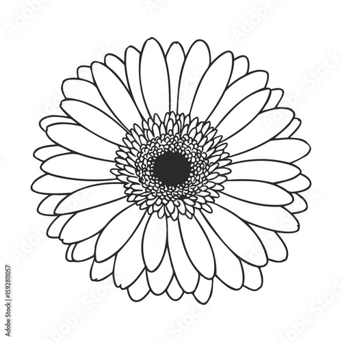 Black and white gerbera daisy illustration with detailed petals