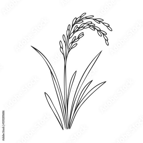 Black and white line drawing of a rice plant with detailed grains