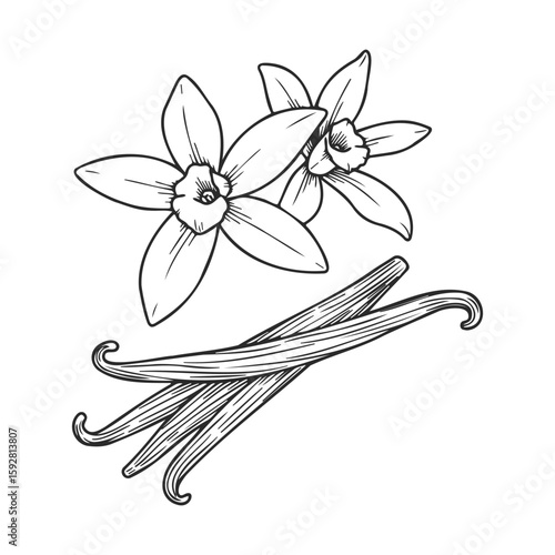 Hand-drawn vanilla flowers and pods illustration