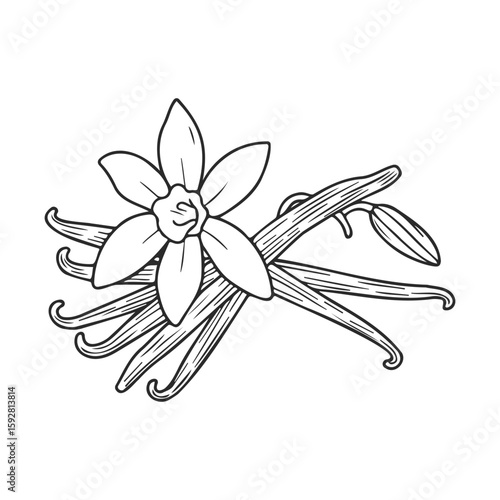Vanilla flower and pods illustration in black and white