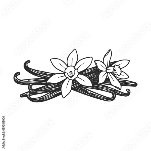 Hand-drawn vanilla beans and flowers illustration on white background