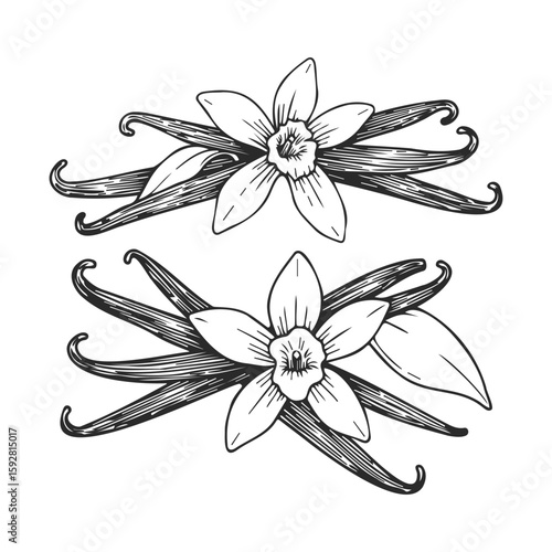 Hand-drawn vanilla flowers and pods illustration in vintage style