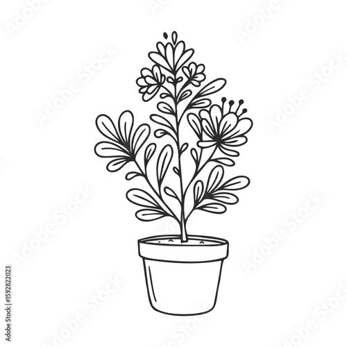 Simple black and white botanical line drawing of potted flowering plant