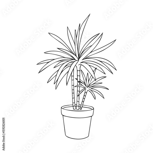 Dracaena plant line art: potted indoor greenery illustration with leaves and stems
