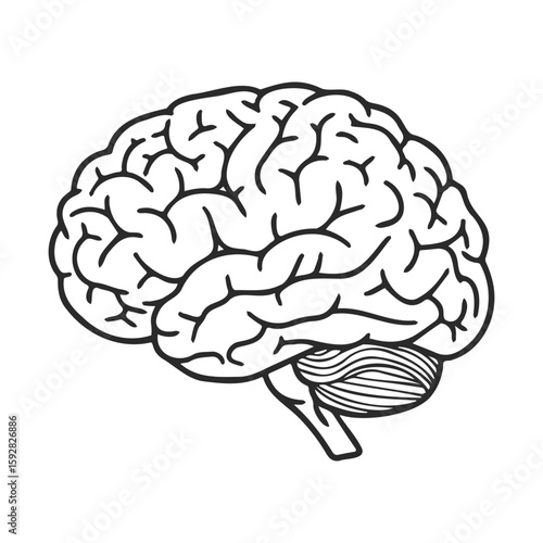 Detailed line art illustration of human brain with labeled sections
