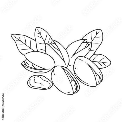 Hand-drawn pistachios with leaves line art illustration