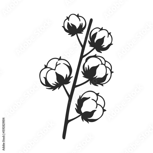Minimalist black and white cotton plant illustration with detailed cotton bolls