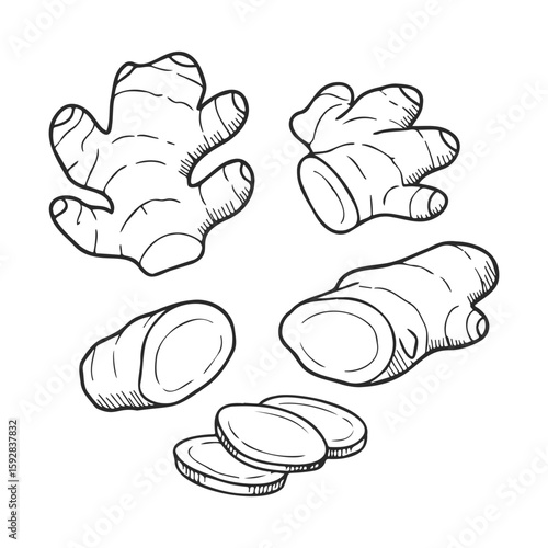 Hand-drawn ginger root illustrations with slices on white background