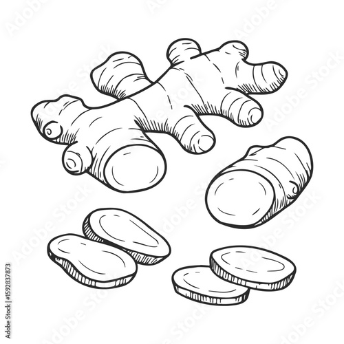 Illustration of fresh ginger root with sliced pieces in black and white