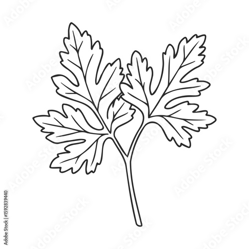 Black and white outline of parsley herb leaves with detailed veins
