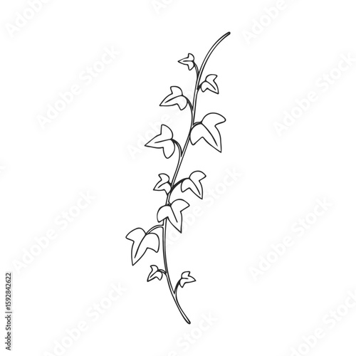 Simple line drawing of ivy vine with leaves