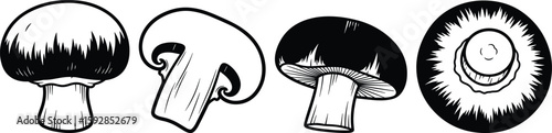 Detailed illustration of four Agaricus bisporus showcasing