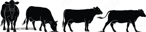 Silhouetted cows in varied poses