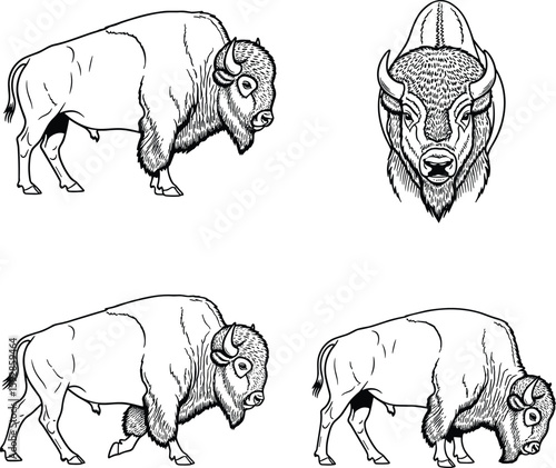 Graphic illustrations of bison feature various poses
