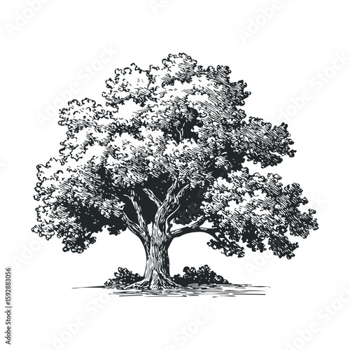 Beautiful oak tree sketch with detailed foliage for design use