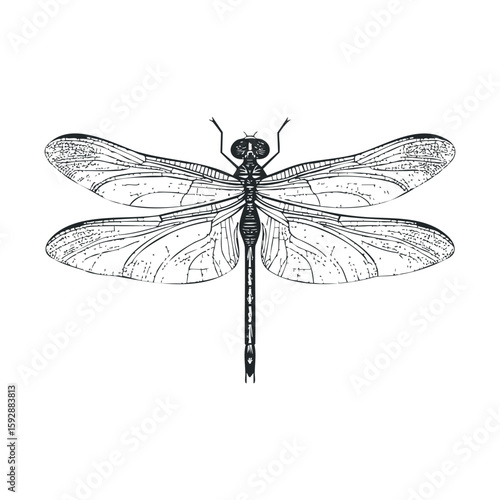 Elegant dragonfly illustration for nature inspired designs