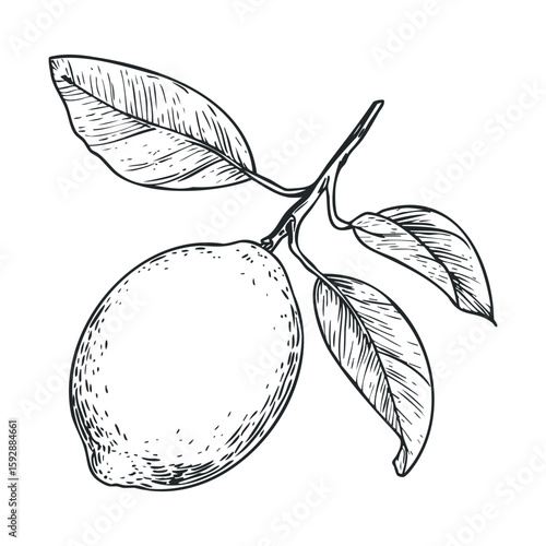 Fresh lemon branch with green leaves for culinary use and design
