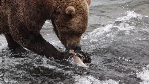Brown bear fishing for salmon in Katmai, Alaska 