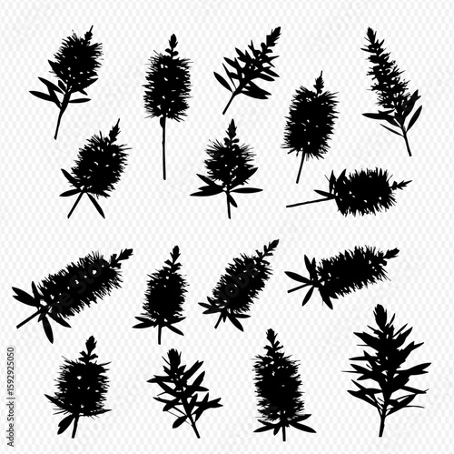 Collection of black silhouette illustrations of bottlebrush plants and flowers in various angles and arrangements on a transparent background.