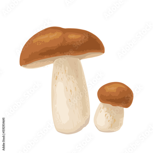 Mushroom boletus. Vector color realistic illustration. Isolated on white background. Hand drawn design element