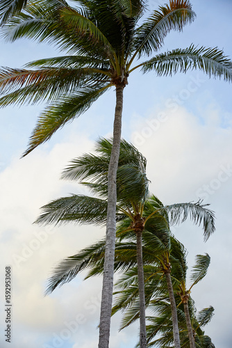 Row of Palm Trees on the Beach, Vertical View