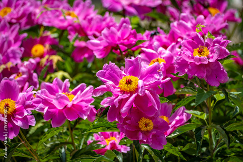 flowers and plants in a wonderful garden in Matsumoto in Japan