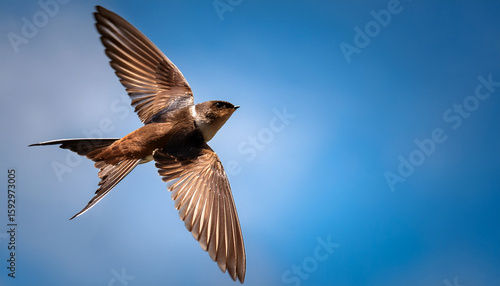 chimney swift ascending a brown bird in mid flight against a sky background