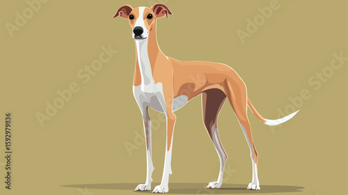 Greyhound Front View Vector Illustration