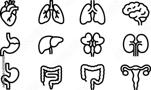 Collection of simple line art icons representing human organs