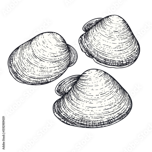 Hand-Drawn Clams on White Background