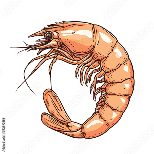 Detailed Hand-drawn Shrimp Illustration on White