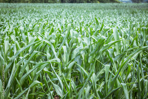 Beautiful field of growing green corn
