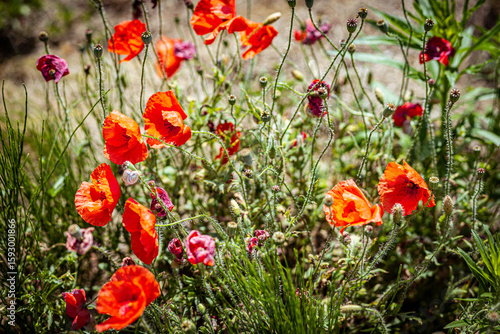 Fully developed Polish field poppy.