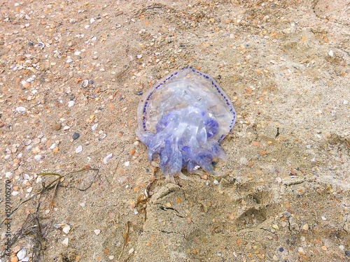 Big blue jellyfish on sand.