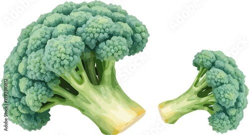 Watercolor vector illustration of a broccoli.
