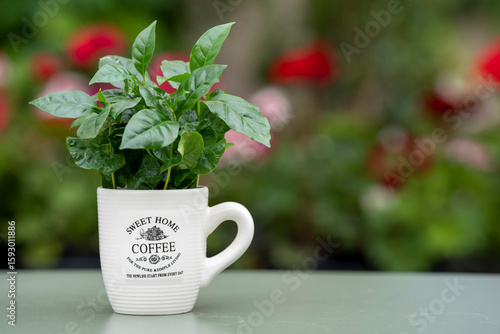 Arabica coffee plant with lush green leaves growing in a coffee mug. The mug stands on a green table with a softly blurred background.