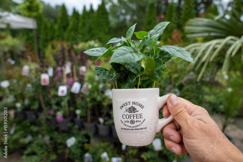 A man holds a white coffee cup with a green arabica coffee plant. Blurred plants fill the soft background.