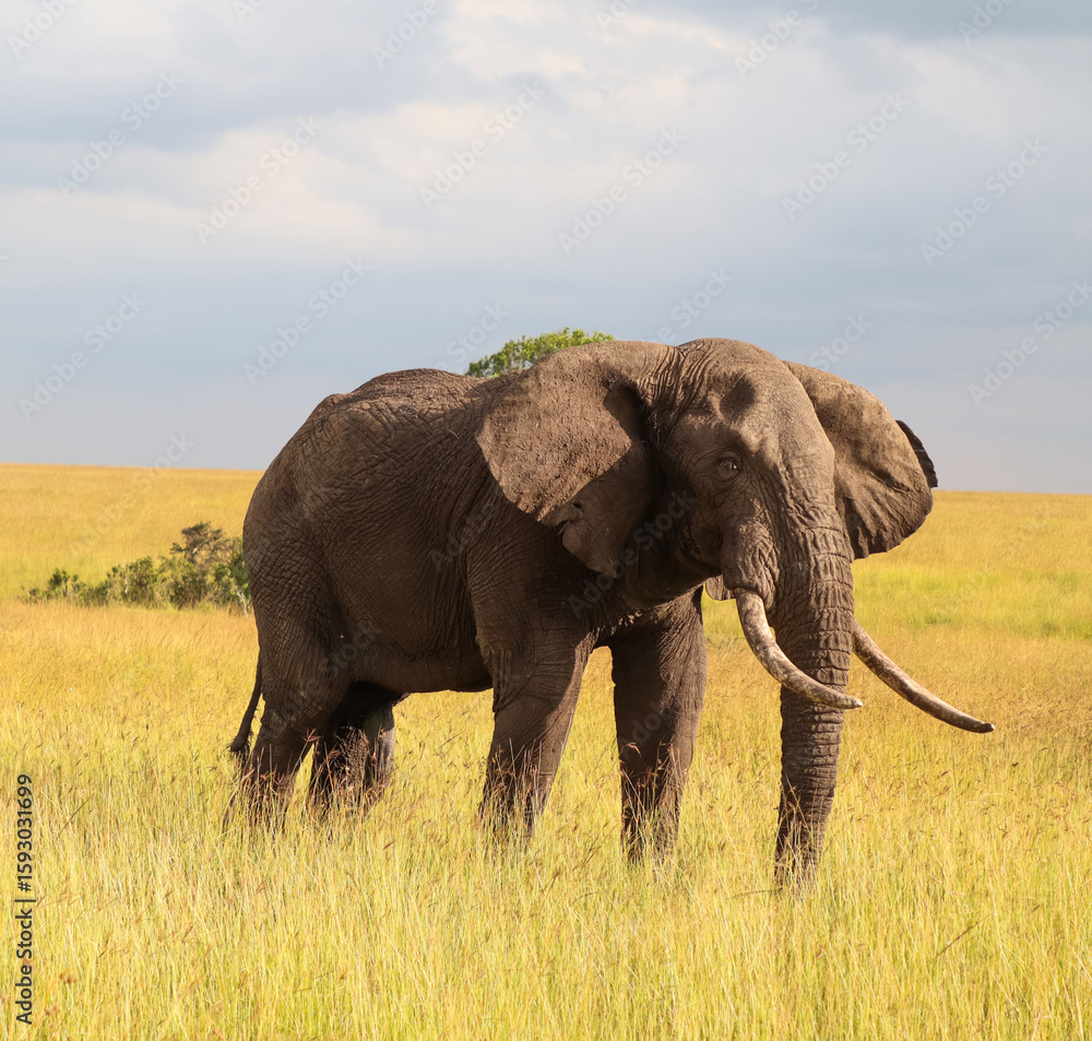 Fototapeta premium Large African elephant walking in the Masai Mara savanna