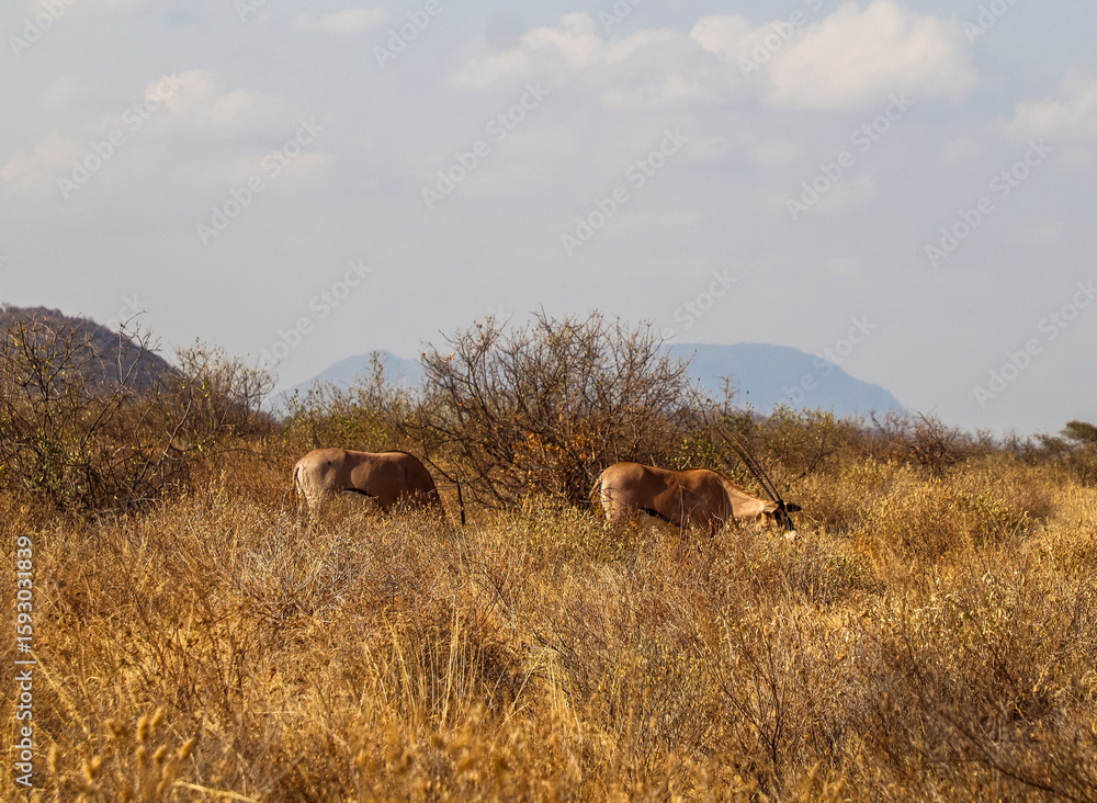 Fototapeta premium East african oryx grazing in the african savanna