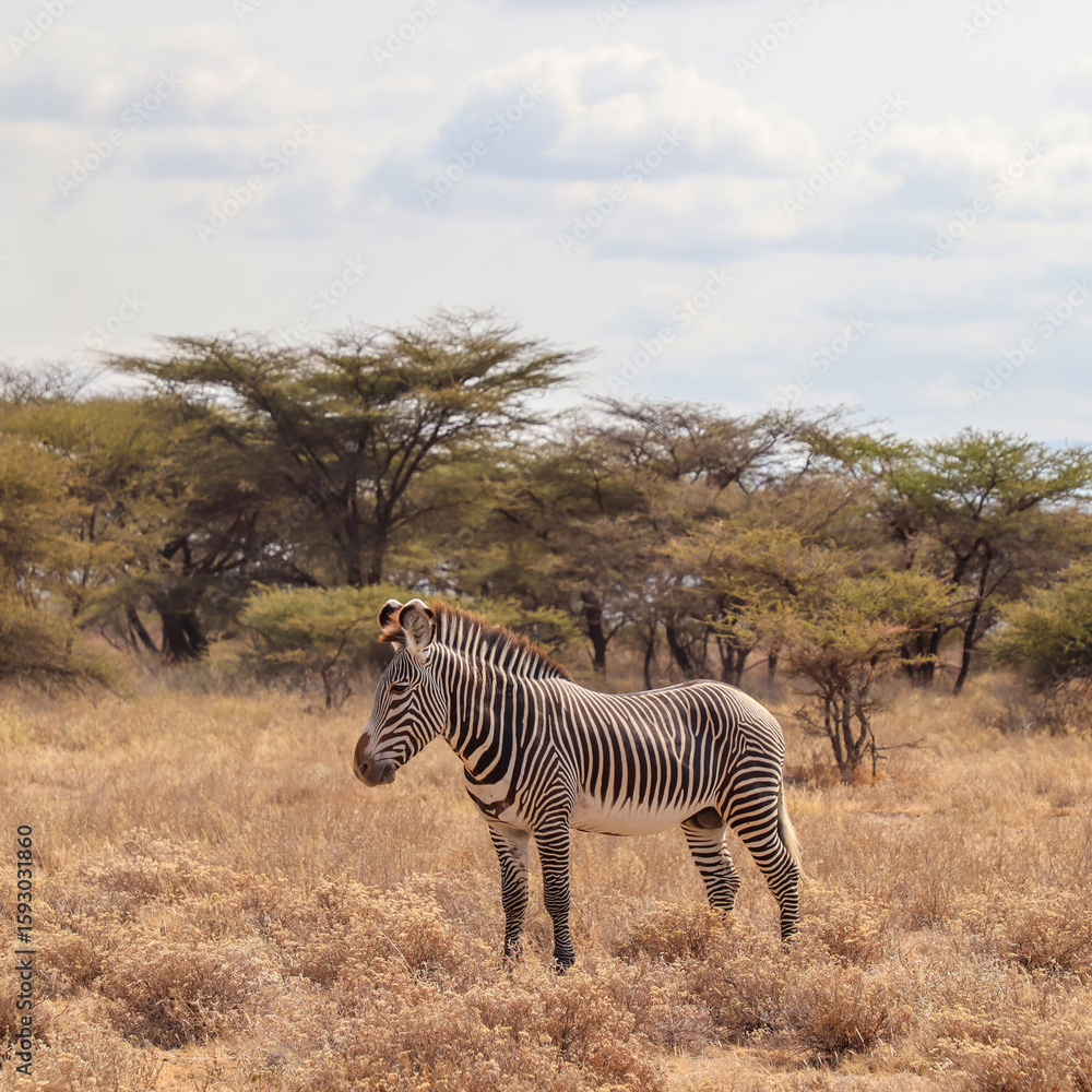 Fototapeta premium Grevy's zebra standing in the african savanna with acacia trees in background